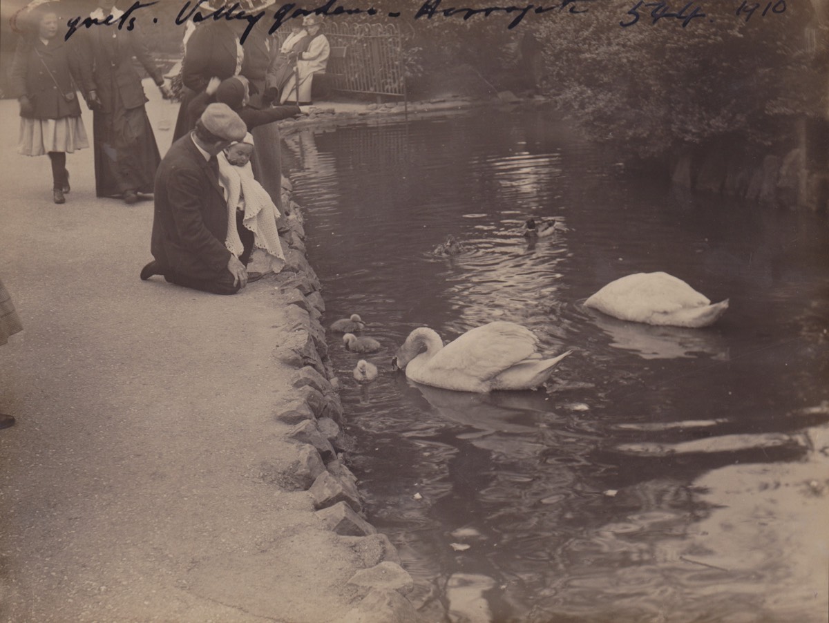 Duck Pond c.1910*