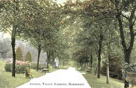 Lime Tree Walk c.1909