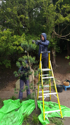 Pine Pruning 2